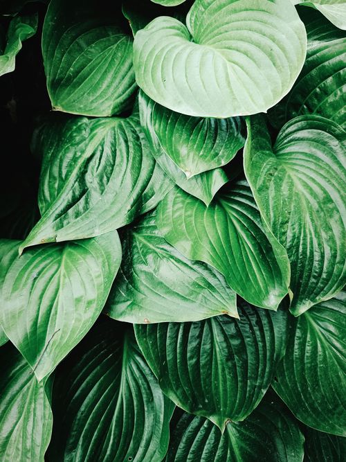 Free Close-up of vibrant green Hosta leaves showcasing natural lush texture in a summer garden. Stock Photo