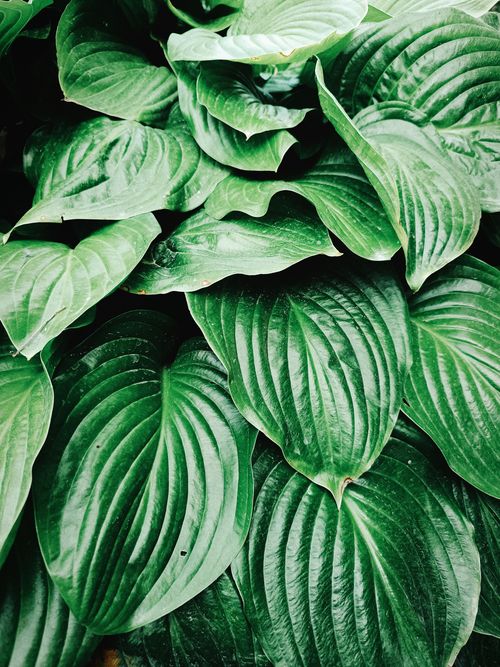 Free Vibrant close-up of lush green hosta leaves showcasing natural patterns and textures. Stock Photo