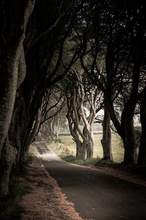 Black Concrete Road Between High Trees