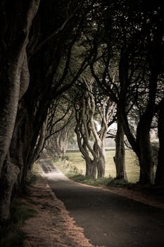蜿蜒道路上的神秘树隧道，营造出迷人的氛围