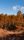 pine trees