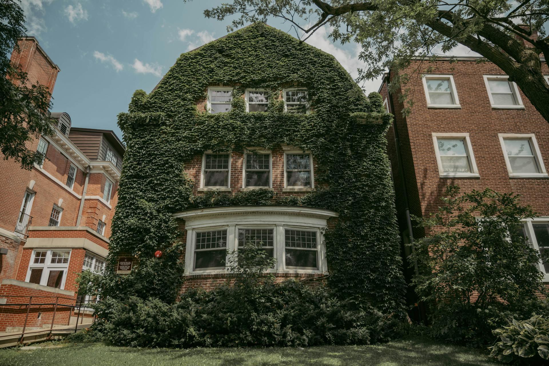 Picturesque ivy-covered house in Chicago's suburban neighborhood, surrounded by greenery.