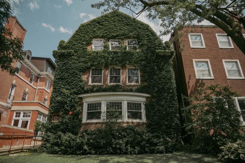 Ivy-covered brick home on a Chicago residential block