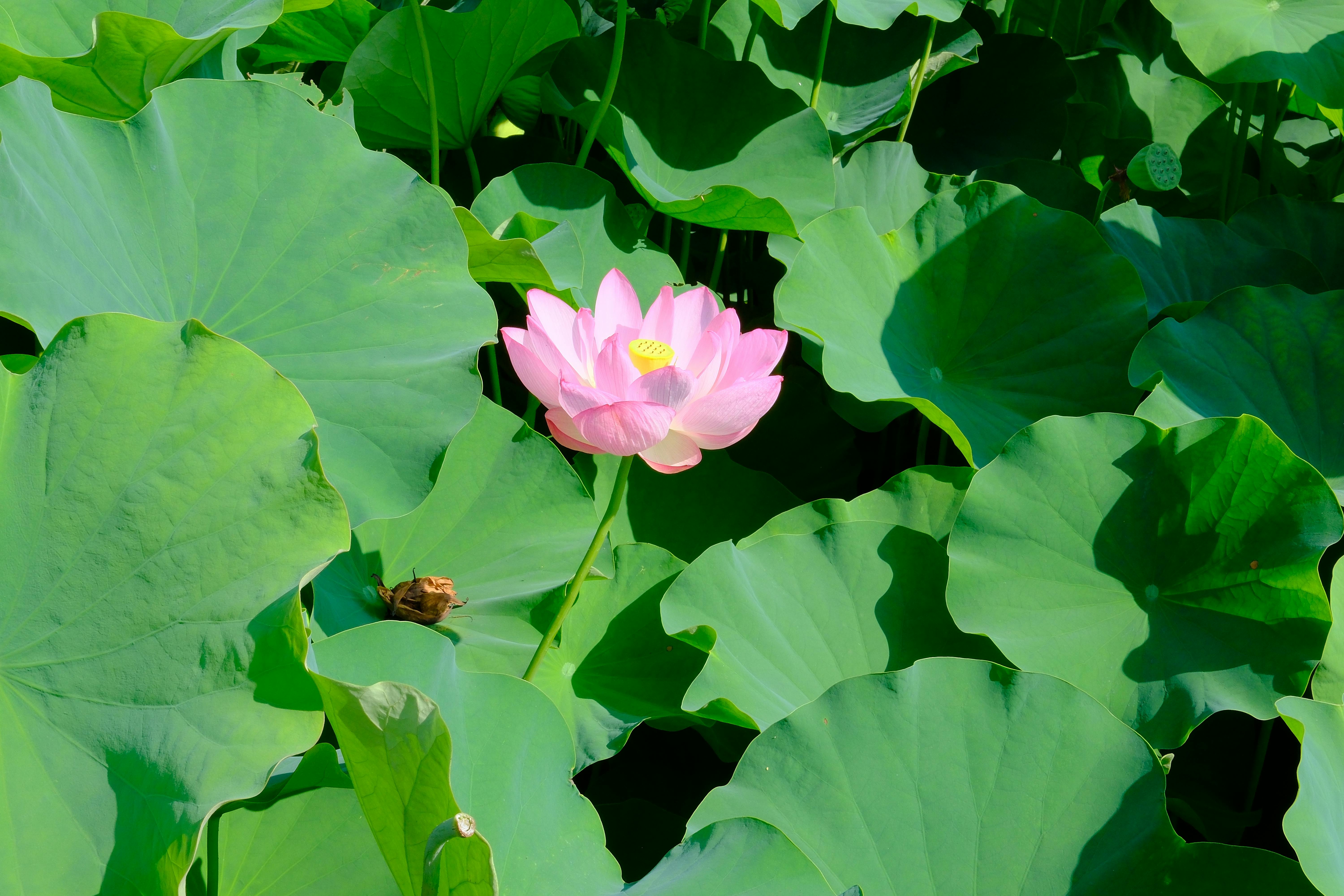 Close-up of a pink lotus flower amidst lush green leaves in Okazaki Park, Japan.