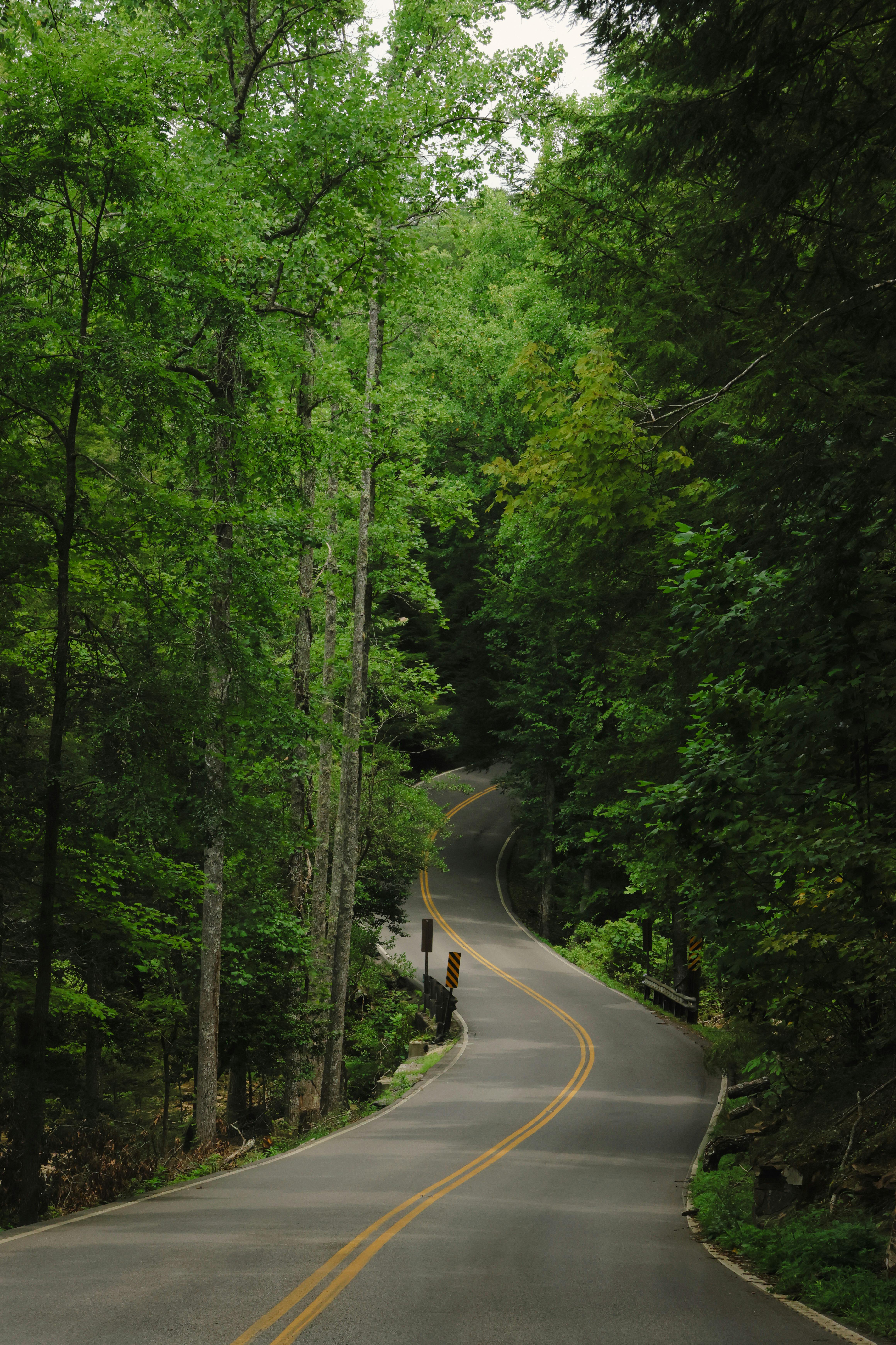 A winding road surrounded by lush green trees in a dense summer forest setting.