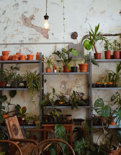 Free Cozy urban indoor garden with various potted houseplants, creating a vibrant green space. Stock Photo