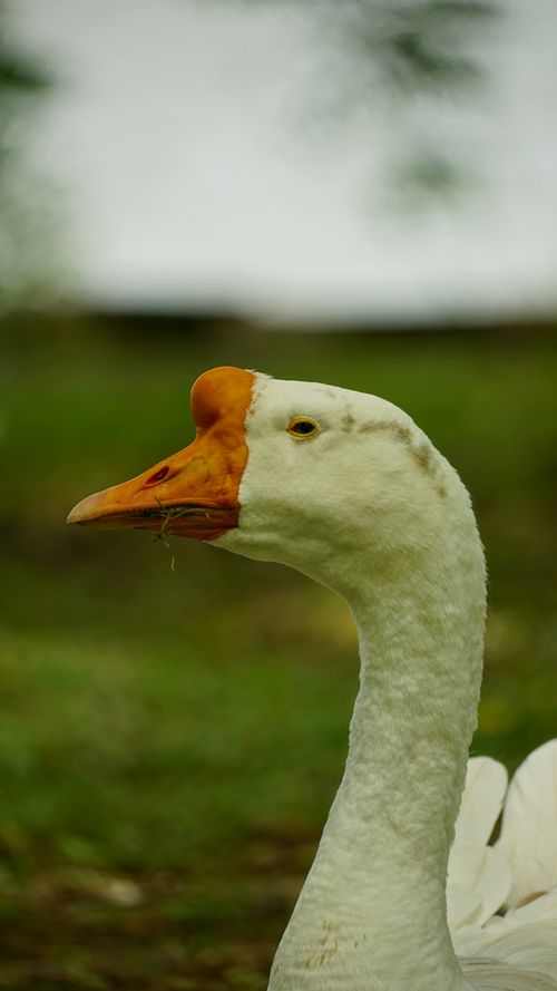 Free Stunning portrait of a white goose with an orange beak in a natural outdoor setting. Stock Photo