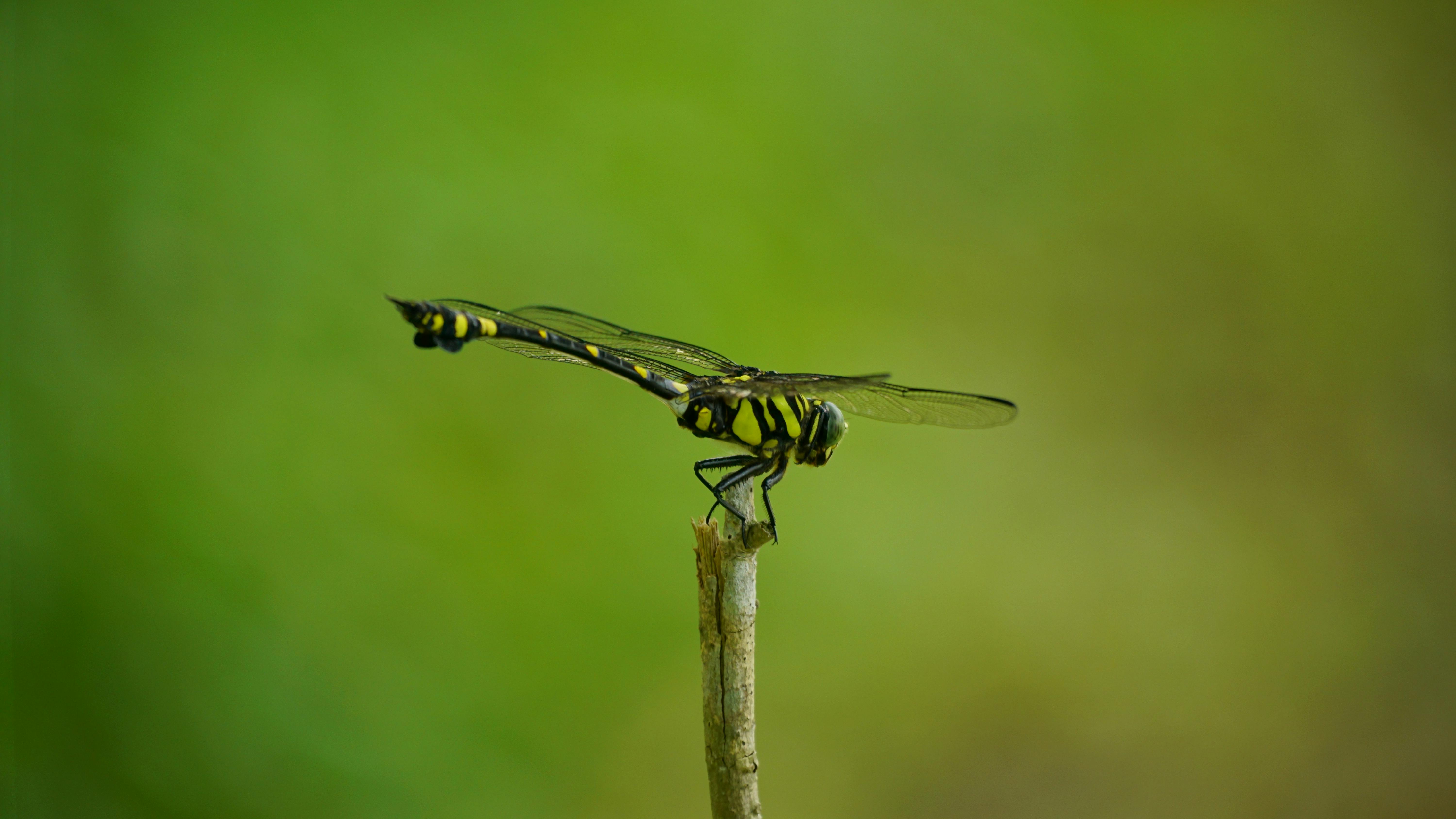 a dragonfly perched on a stick in front of a green background