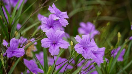 Free Close-up of blooming purple ruellia flowers in a lush green garden setting. Stock Photo