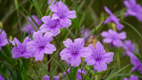 Free Close-up of vibrant purple wildflowers flourishing in a lush green setting. Stock Photo