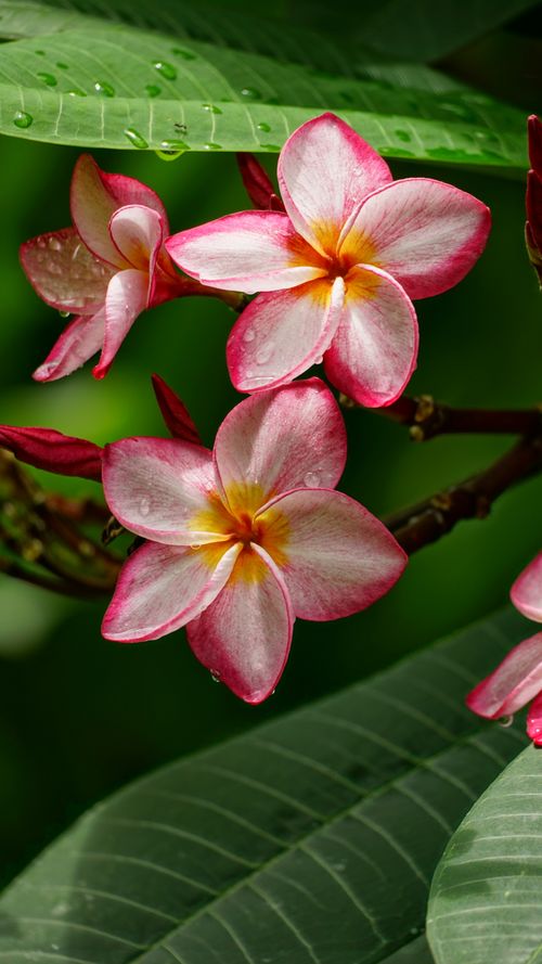 Free Close-up of vibrant pink plumeria flowers with lush green leaves in a tropical setting. Stock Photo
