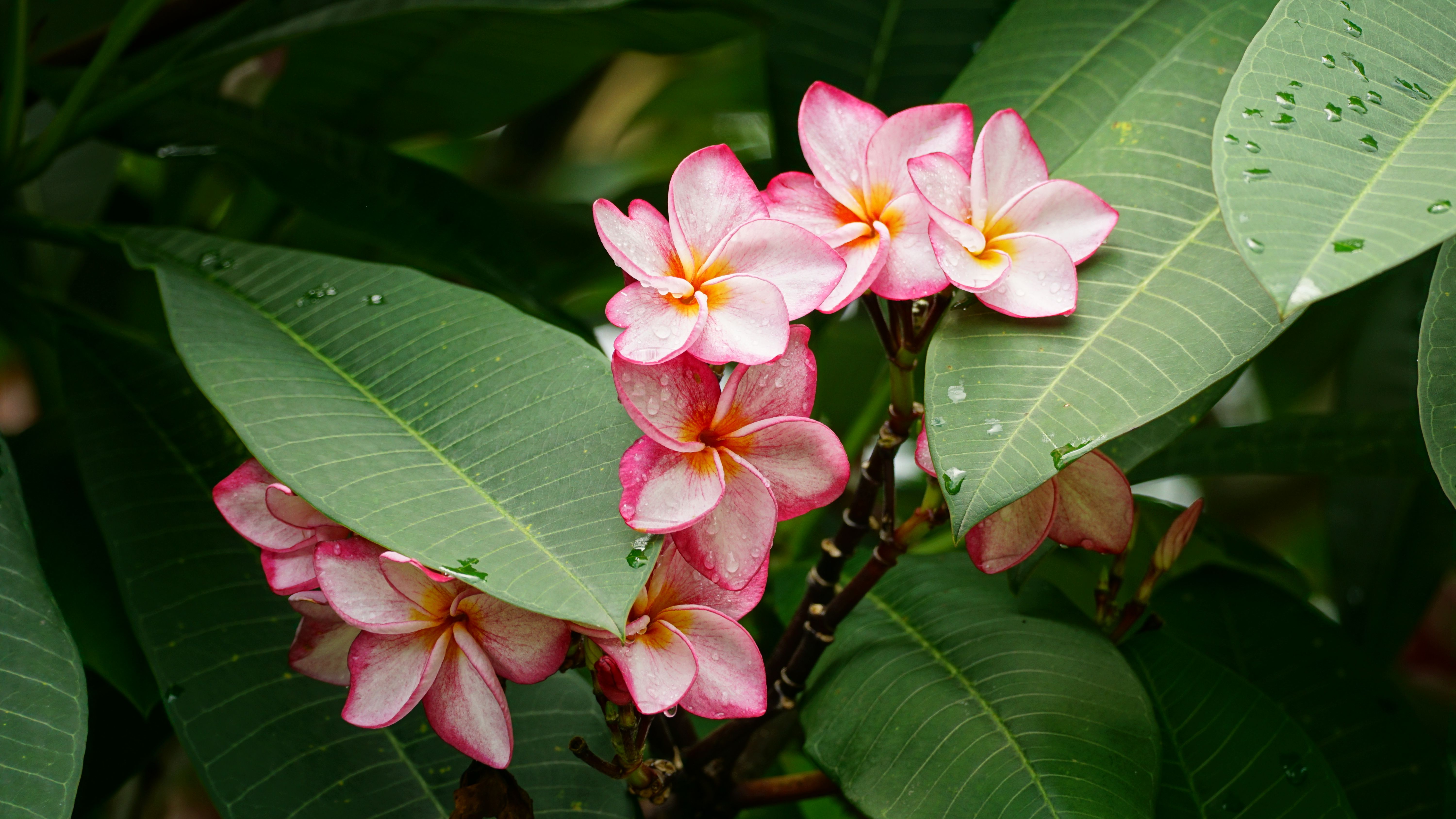Close-up of Plumeria Flowers · Free Stock Photo