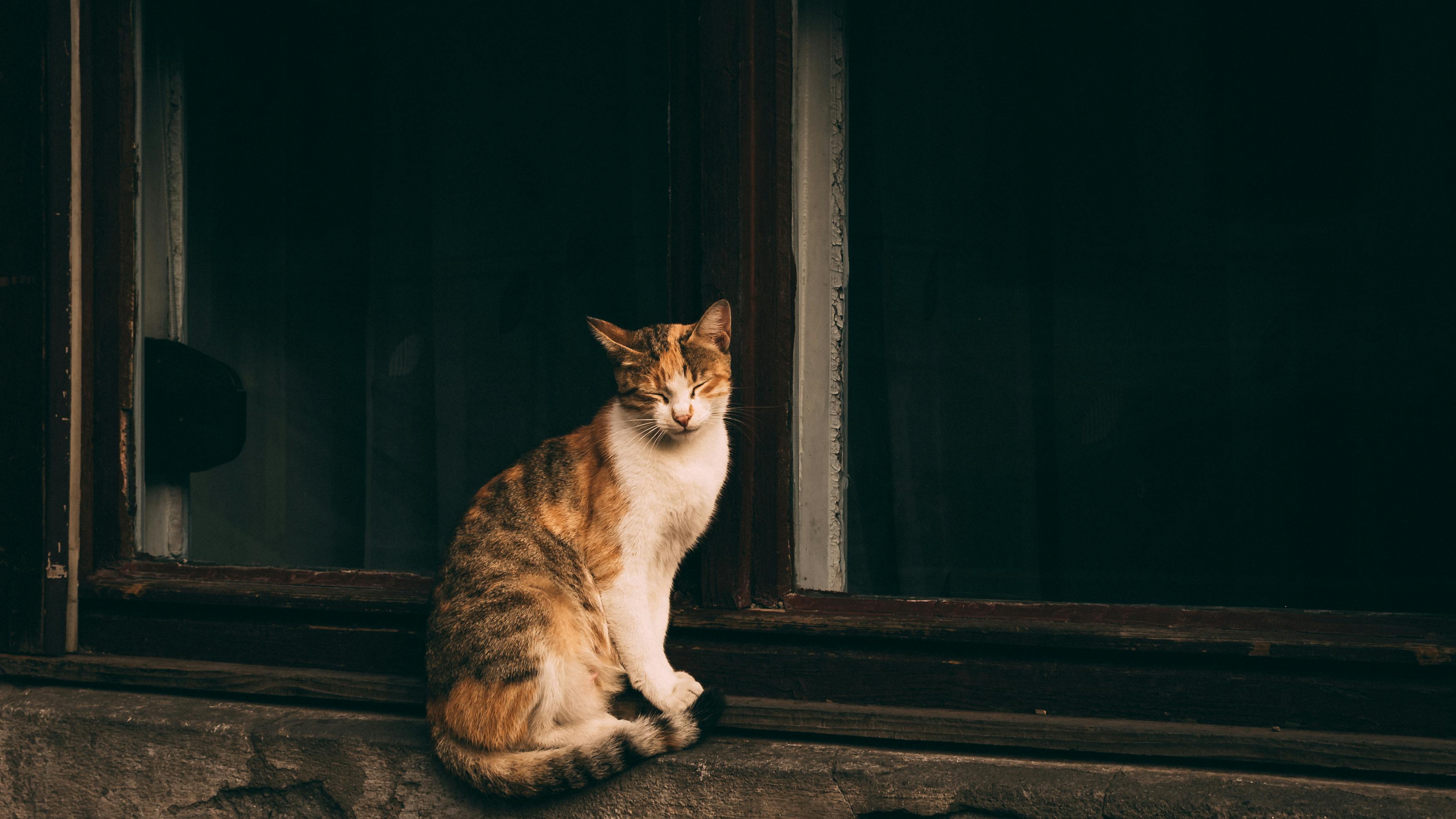 A cat sitting on a window sill