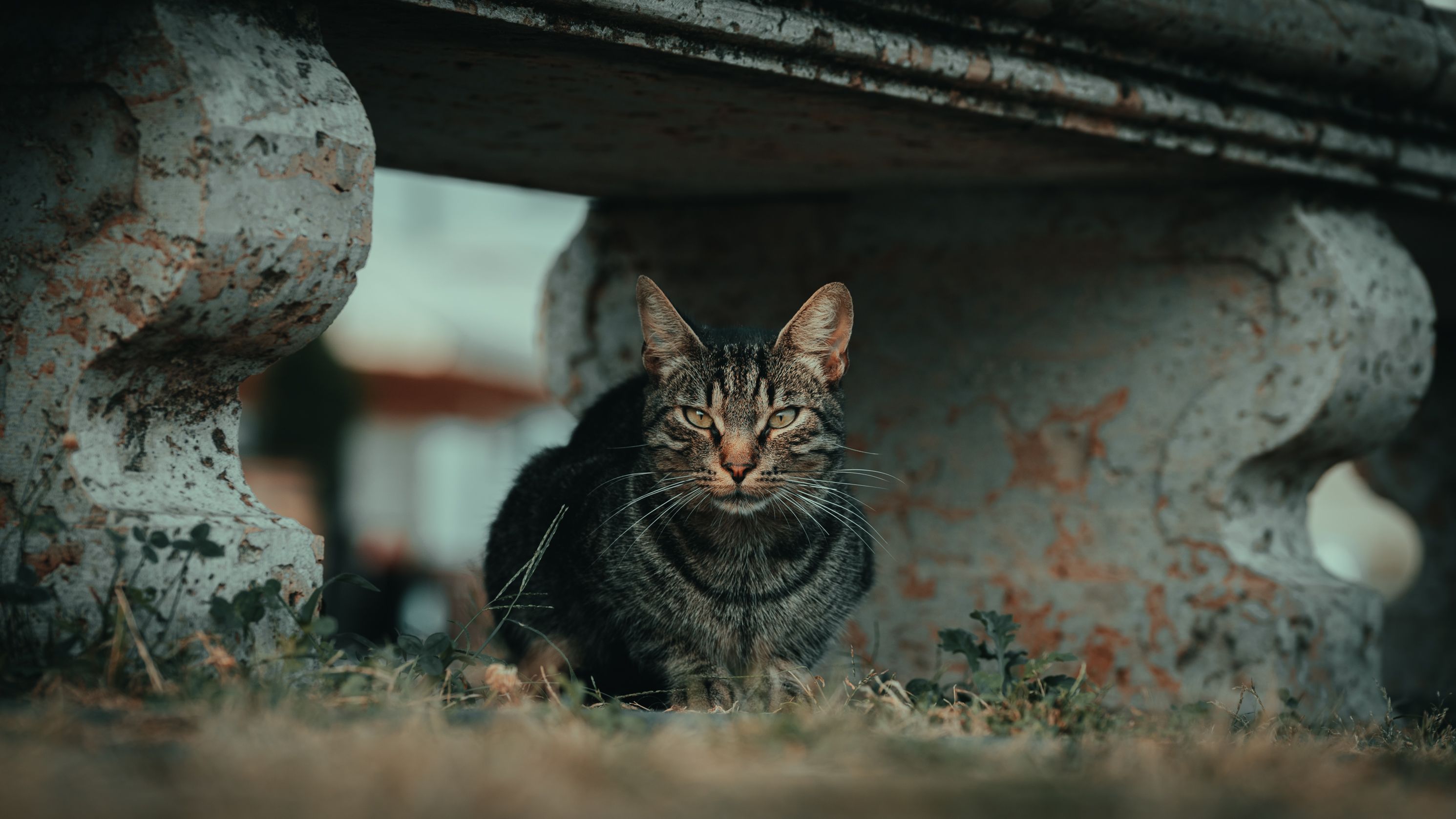 A tabby cat with striking stripes rests under a weathered stone table outdoors. Moody and contemplative.
