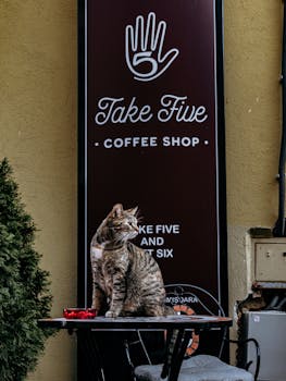 A cute tabby cat sitting on a table outside a coffee shop entrance.