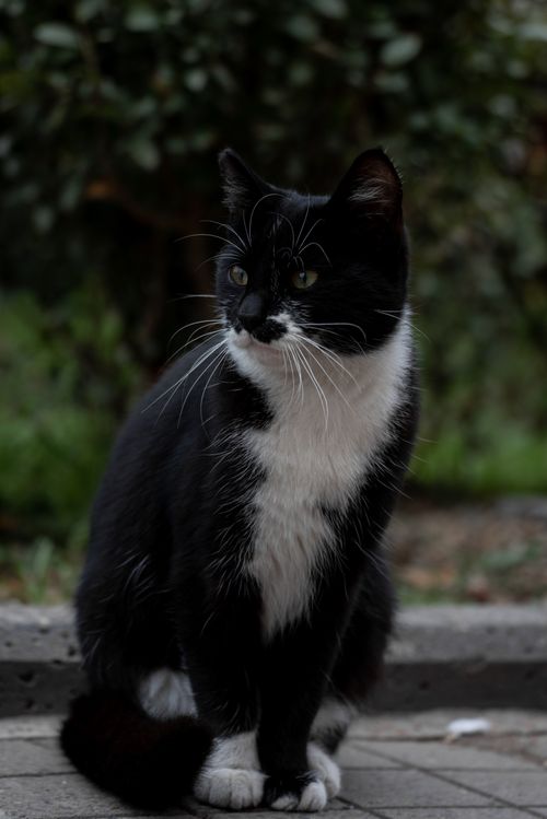Free A cute black and white cat sitting on a sidewalk, looking curious. Stock Photo