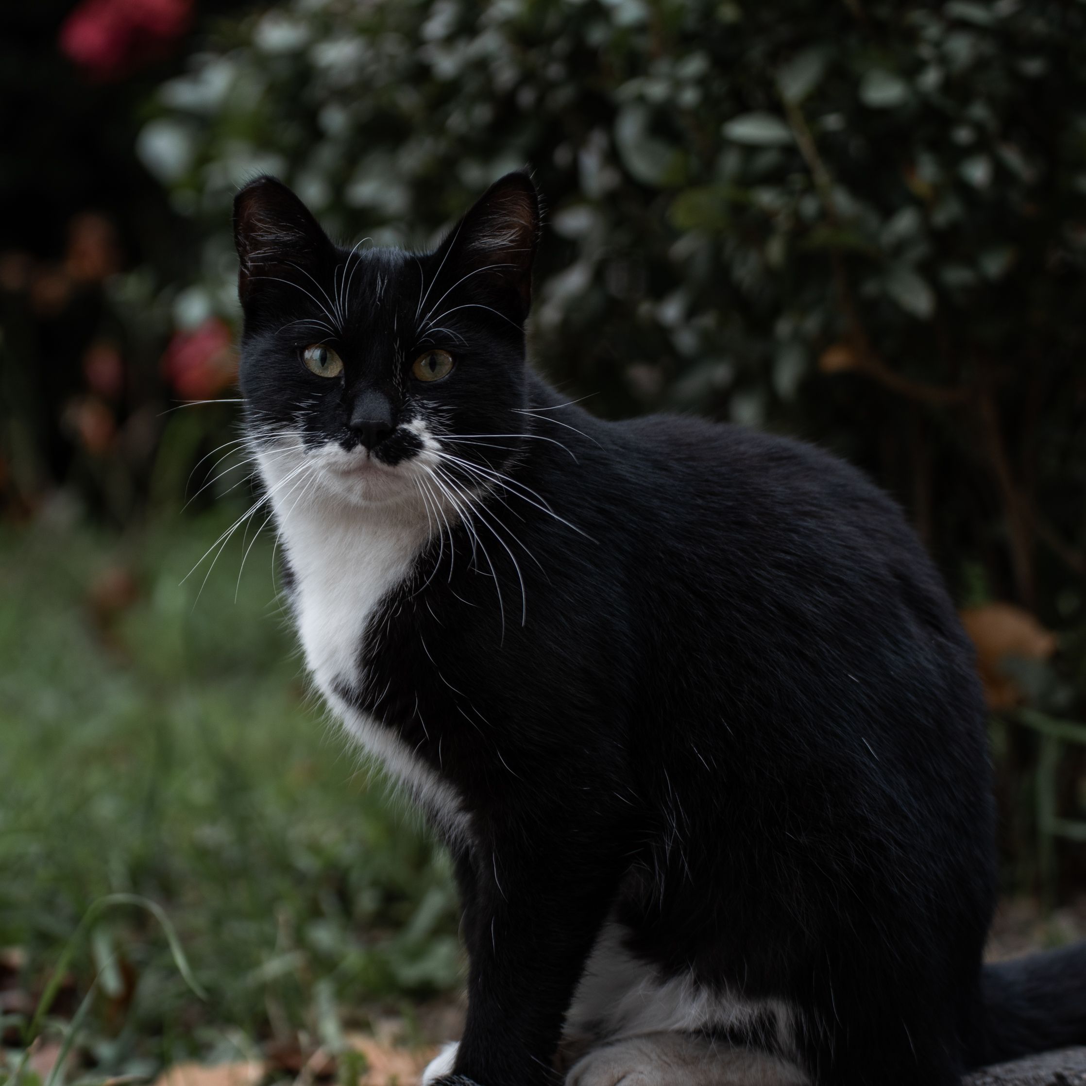 A black and white cat sitting on a rock · Free Stock Photo