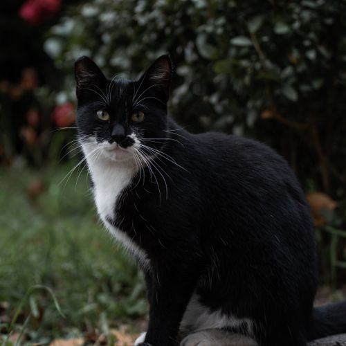 Free A black and white tuxedo cat sitting outdoors in a lush garden, embodying curiosity and elegance. Stock Photo
