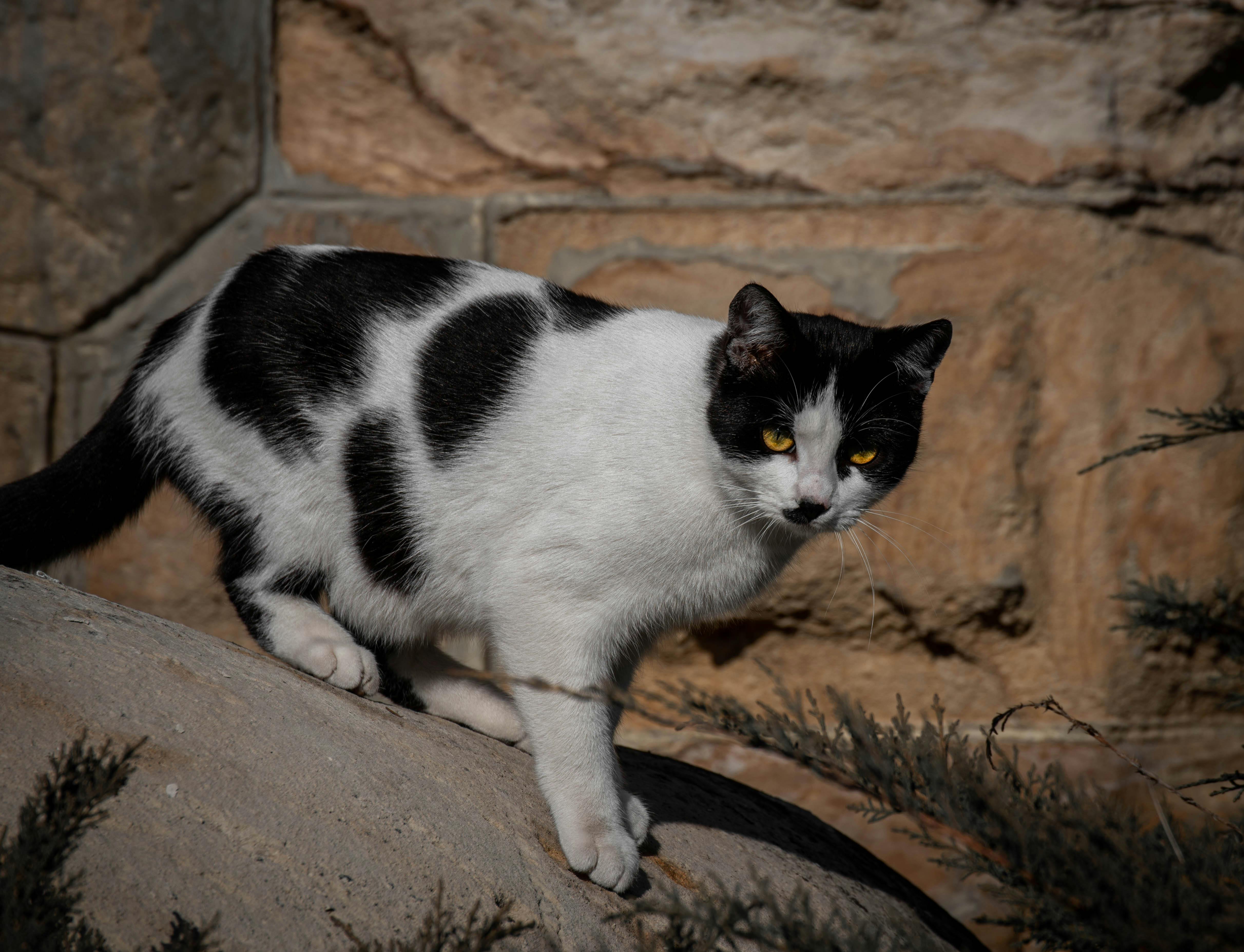 A black and white cat standing on a rock