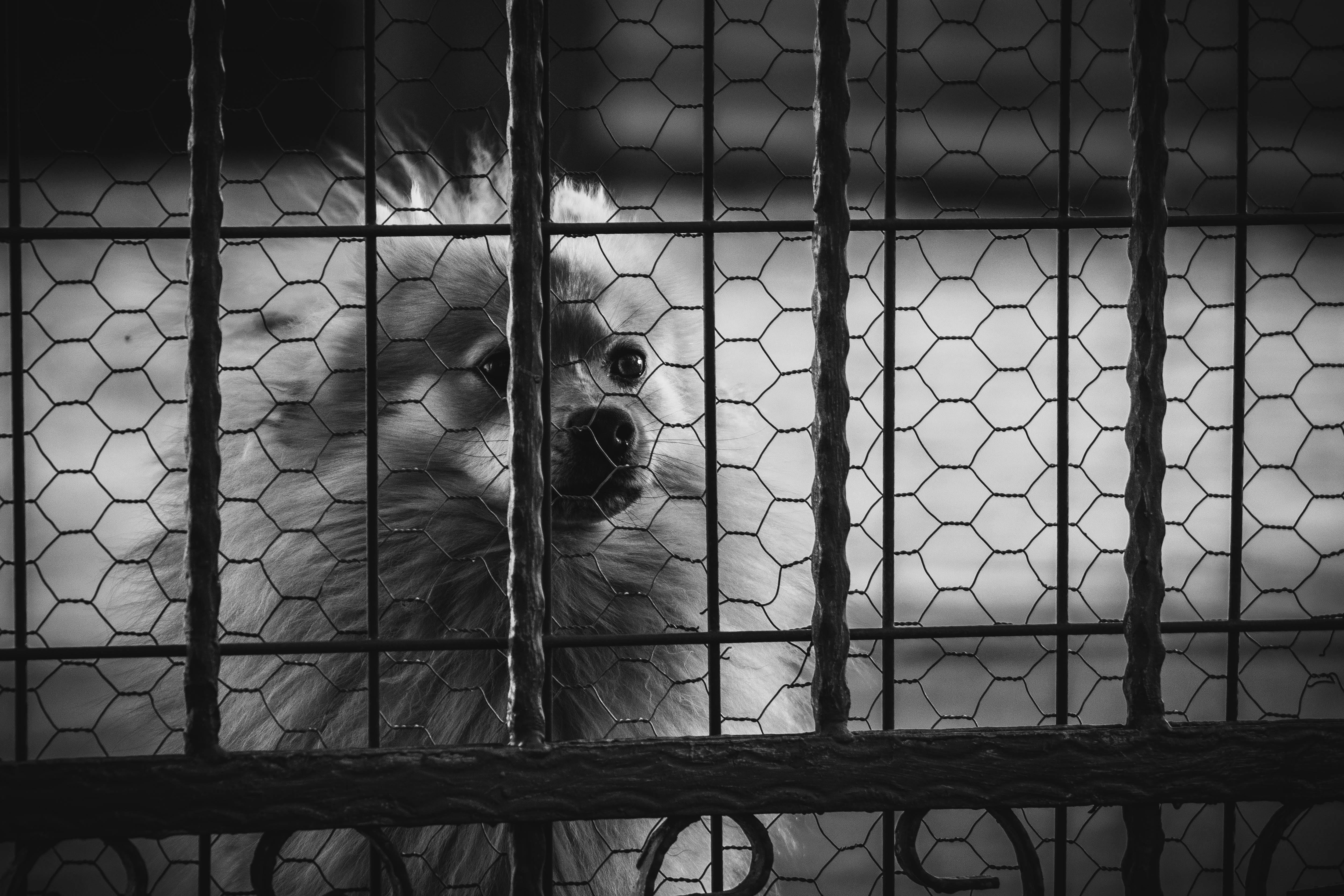 Anxietate de separare la câini — tratament comportamental