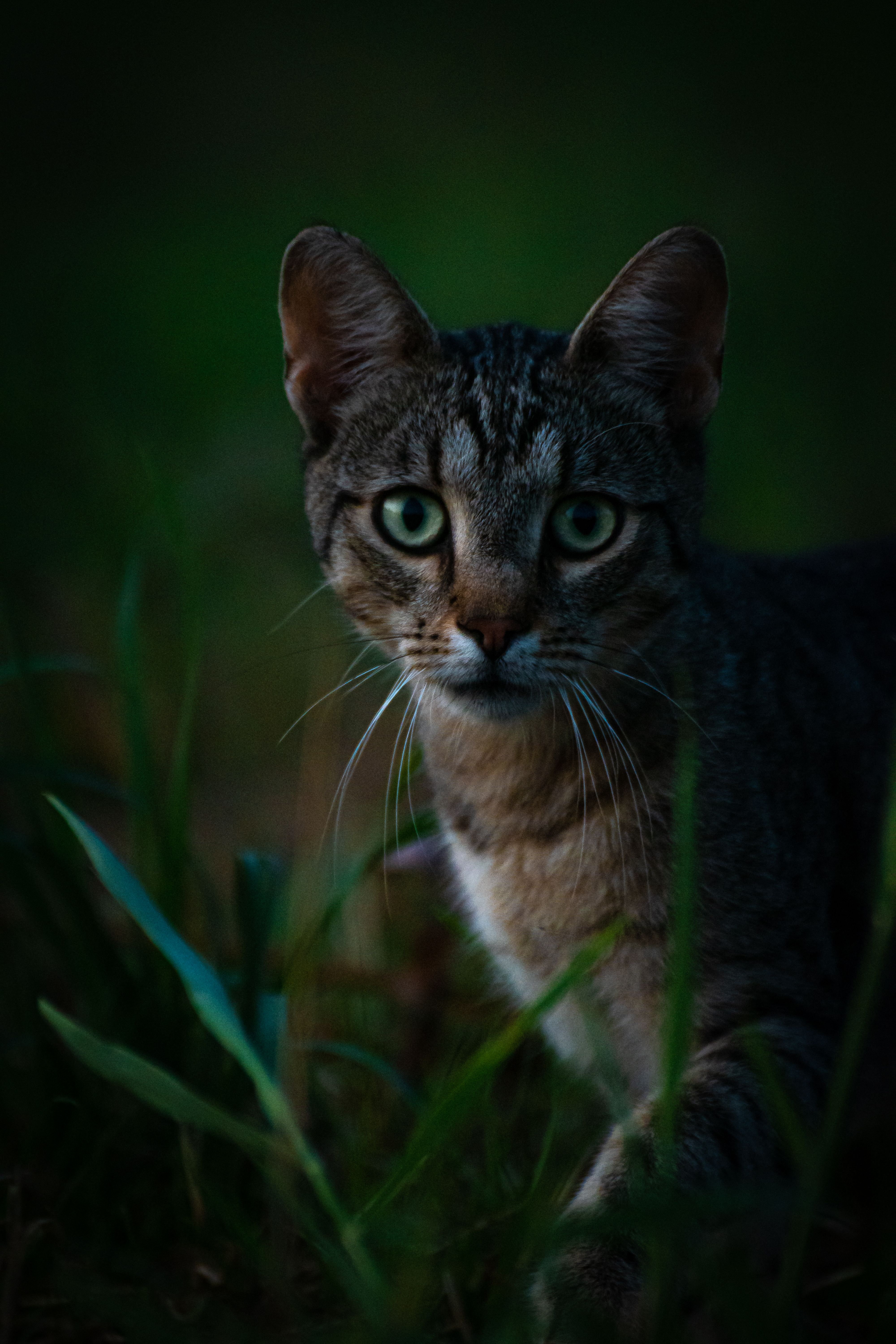 Close-up of a Cat Sitting in Grass · Free Stock Photo