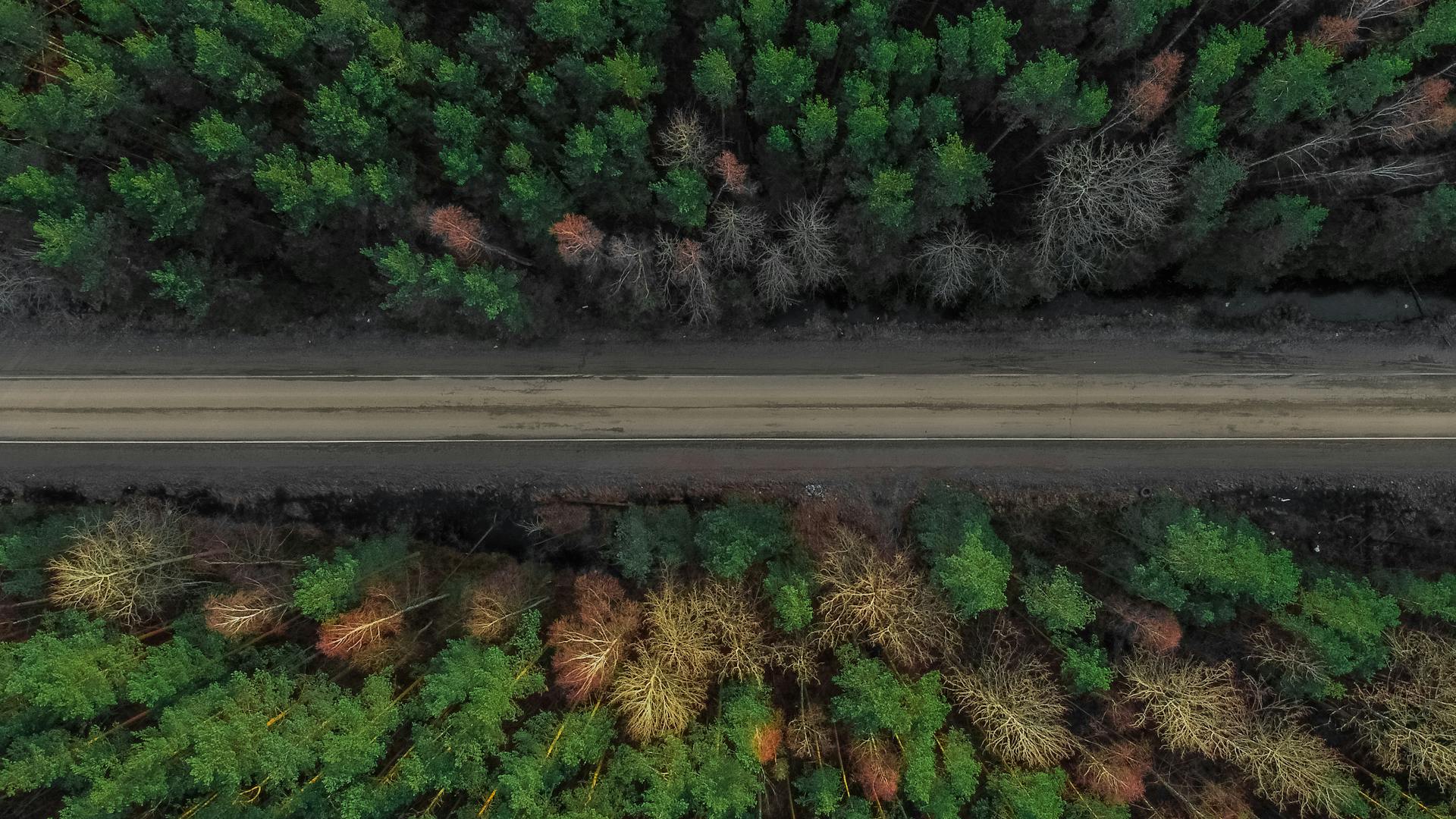 A scenic aerial view of a forest road surrounded by greenery in Severnaya Samarka, Leningrad Oblast, Russia.