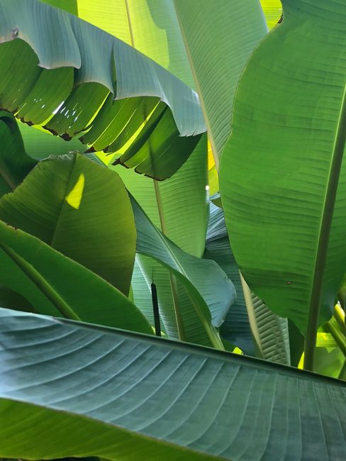 Lush green banana leaves overlapping in natural sunlight, creating a serene and vibrant natural texture.