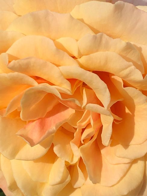 Detailed close-up of a vibrant yellow rose in sunlight, showcasing its intricate petals in Genova, Italy.