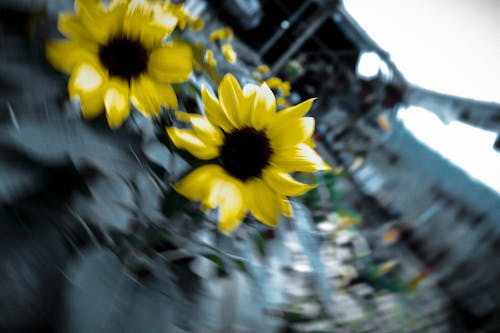 Free stock photo of spinning, sunflowers