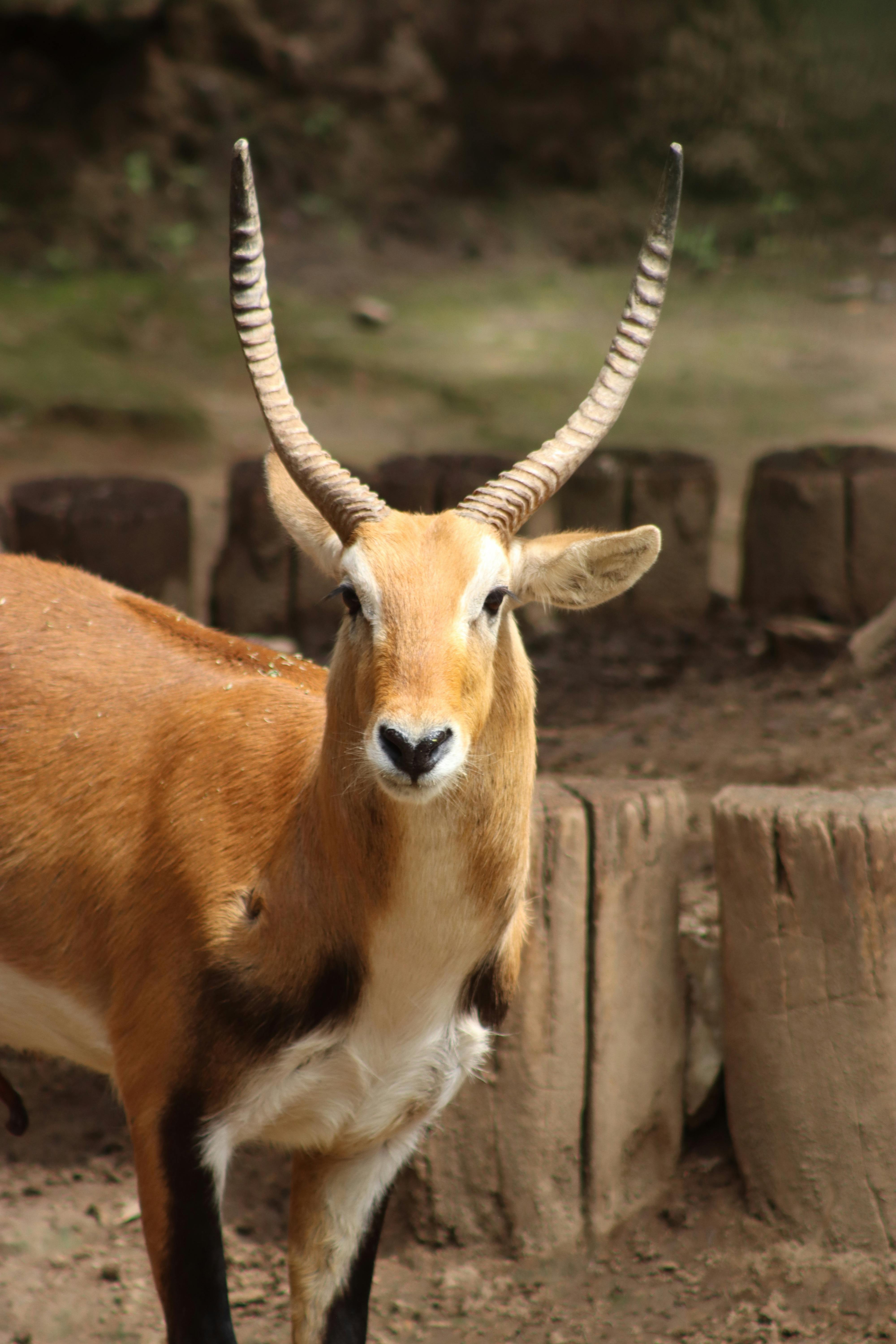 grátis Foto profissional grátis de amável, animais, animais selvagens Foto profissional