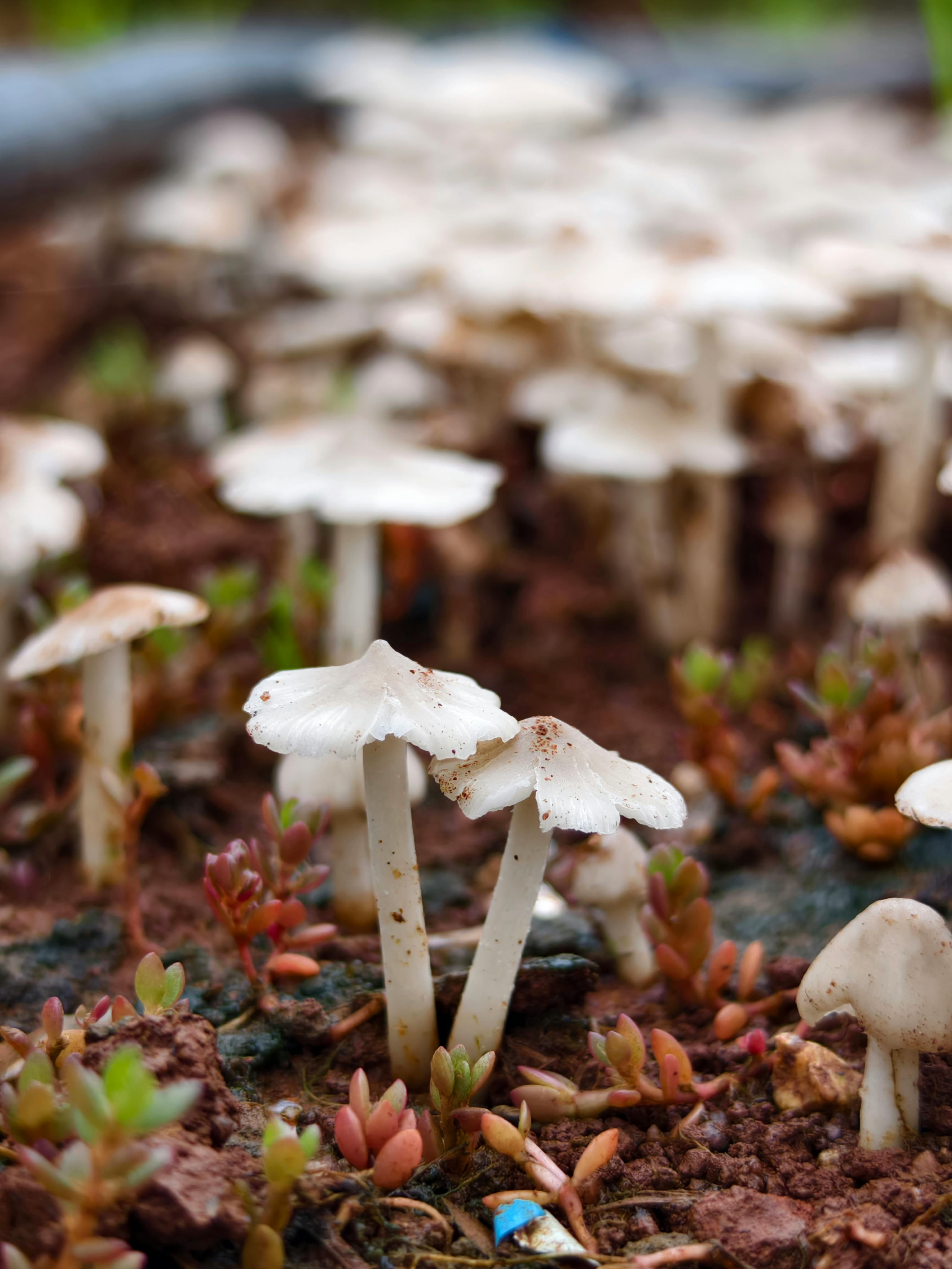 Garuda - Photography