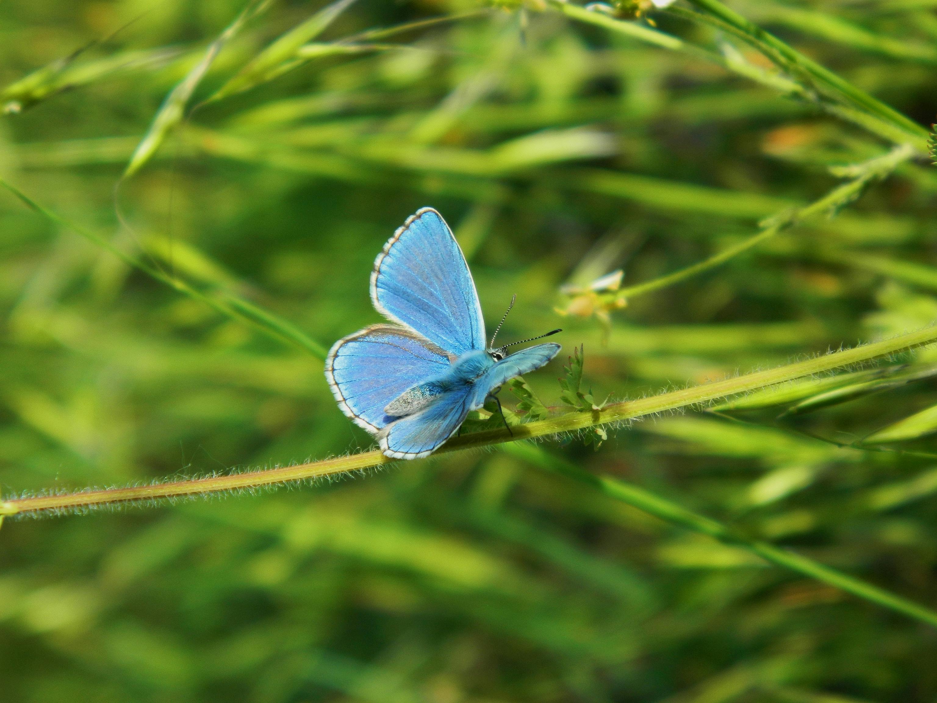 anteater in natural habitat ecosystem balance soil aeration insect control biodiversity