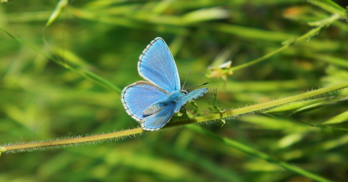 anteater in natural habitat ecosystem balance soil aeration insect control biodiversity