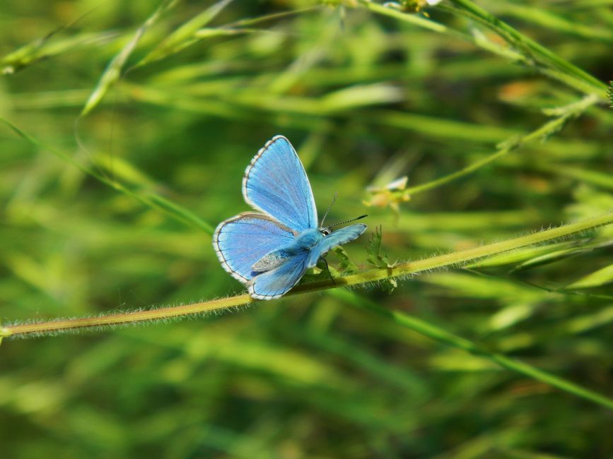 Close-up of a vivid blue butterfly perched on grass in a sunlit garden setting.