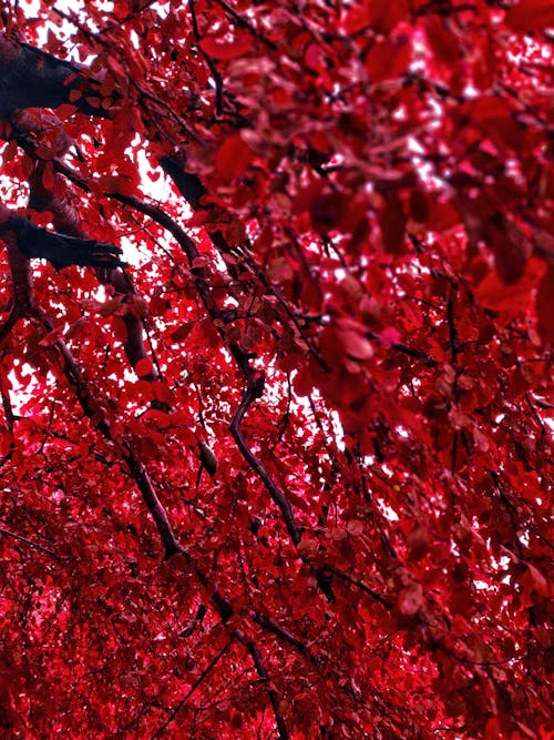 樹葉, 秋葉, 紅色 的 免費圖庫相片