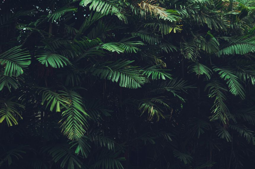 Palm leaves — Nothing Ahead on Pexels