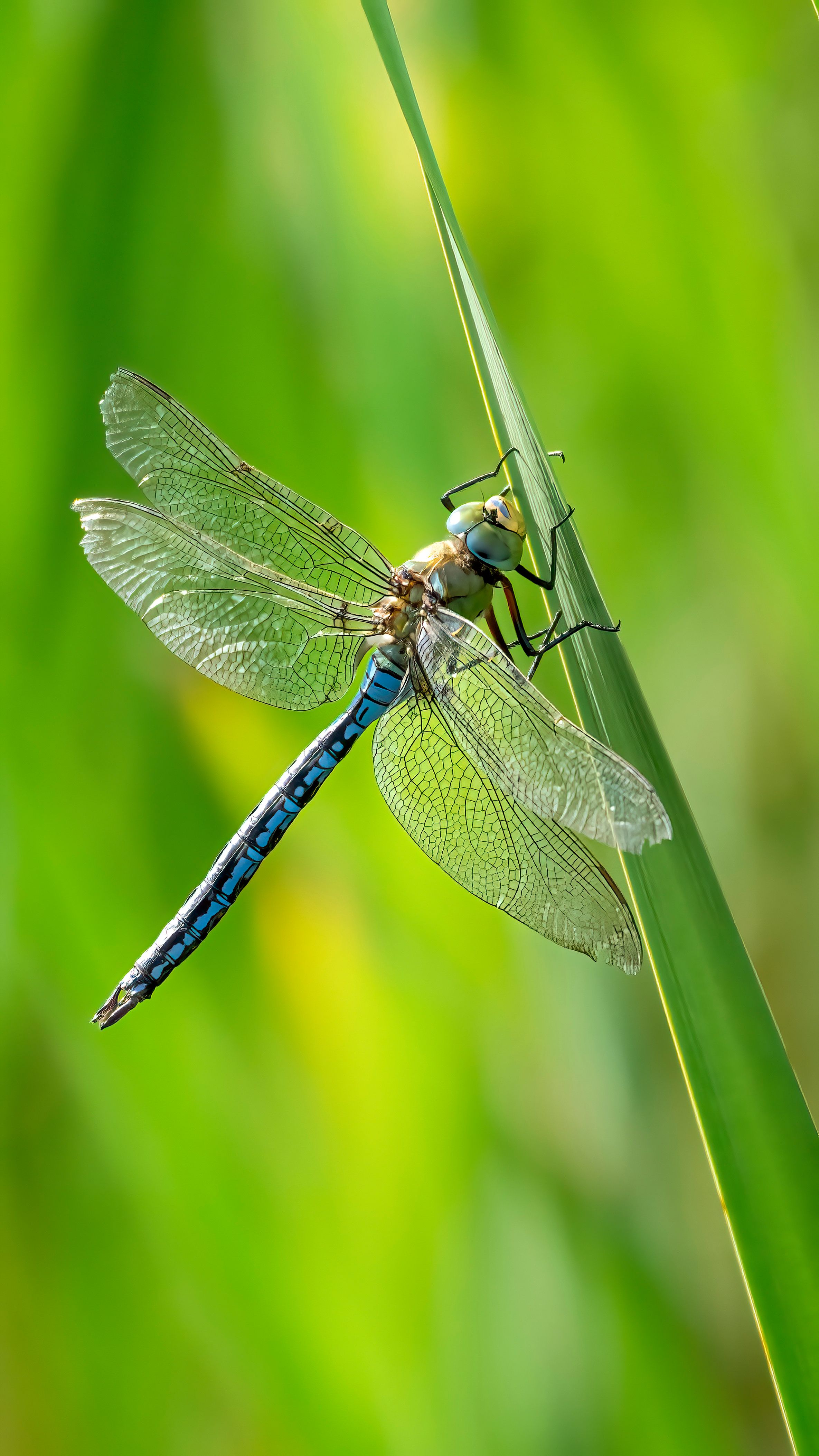Dragonfly On a Grass Blade · Free Stock Photo