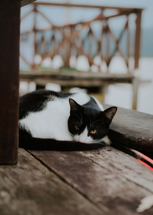 Free A black and white cat relaxing on a wooden table in South East Sulawesi, Indonesia. Stock Photo