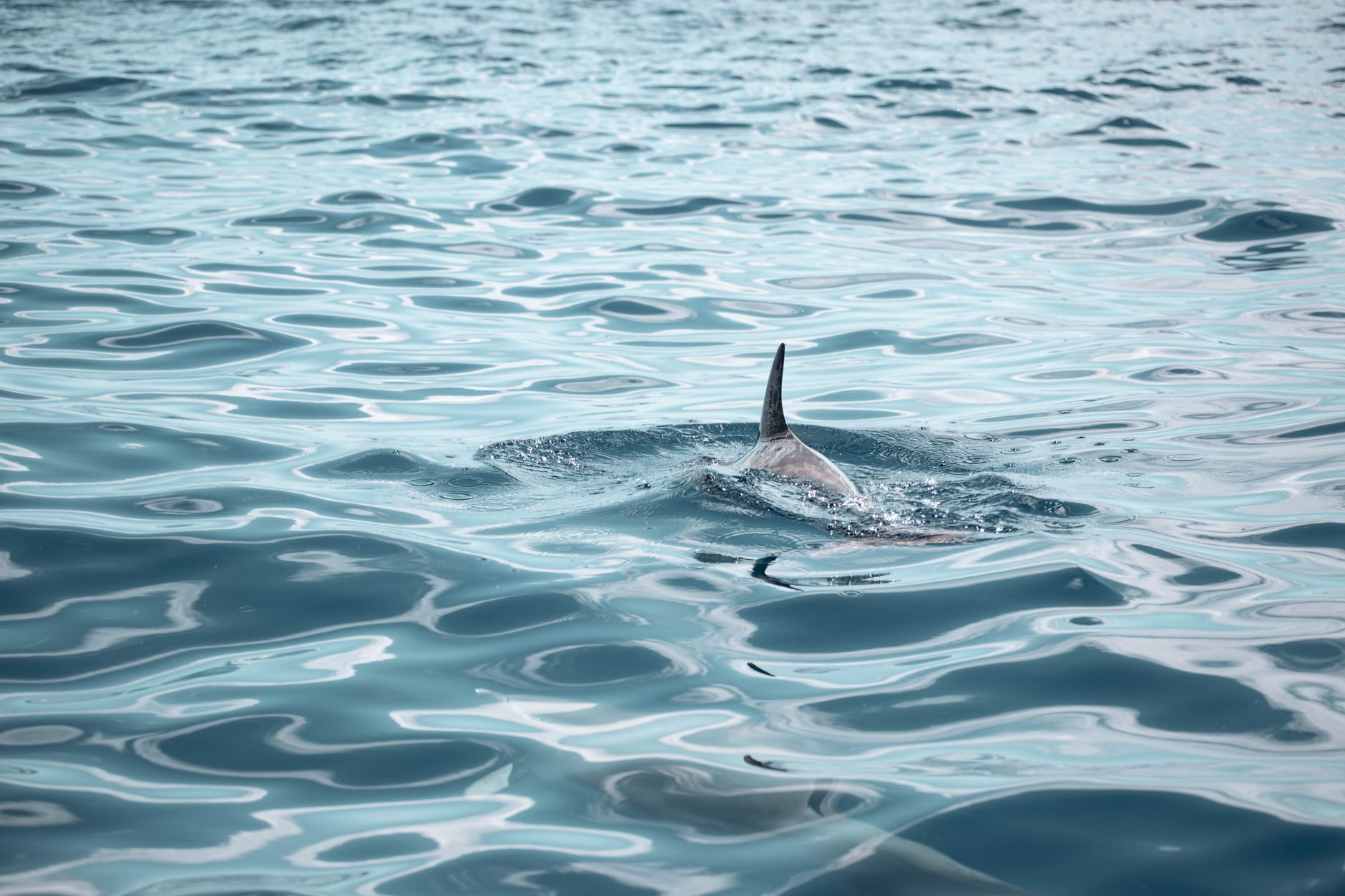 Orcas Coordinate Attacks on Sunfish, Causing Explosive Results