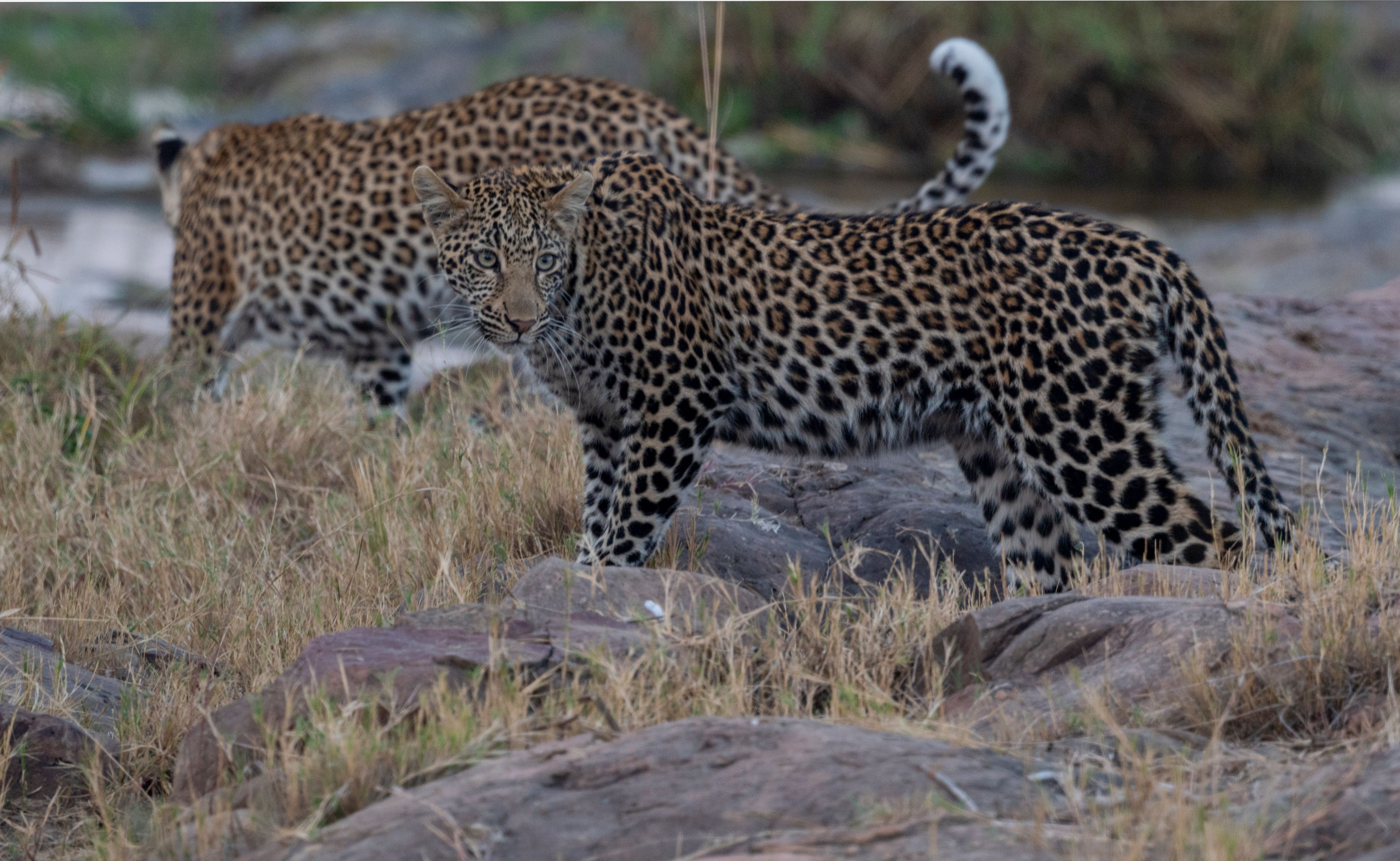 Leopard