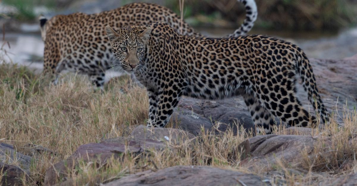 Leopard In. H Leopards on Savannah in Africa · Free Stock Photo