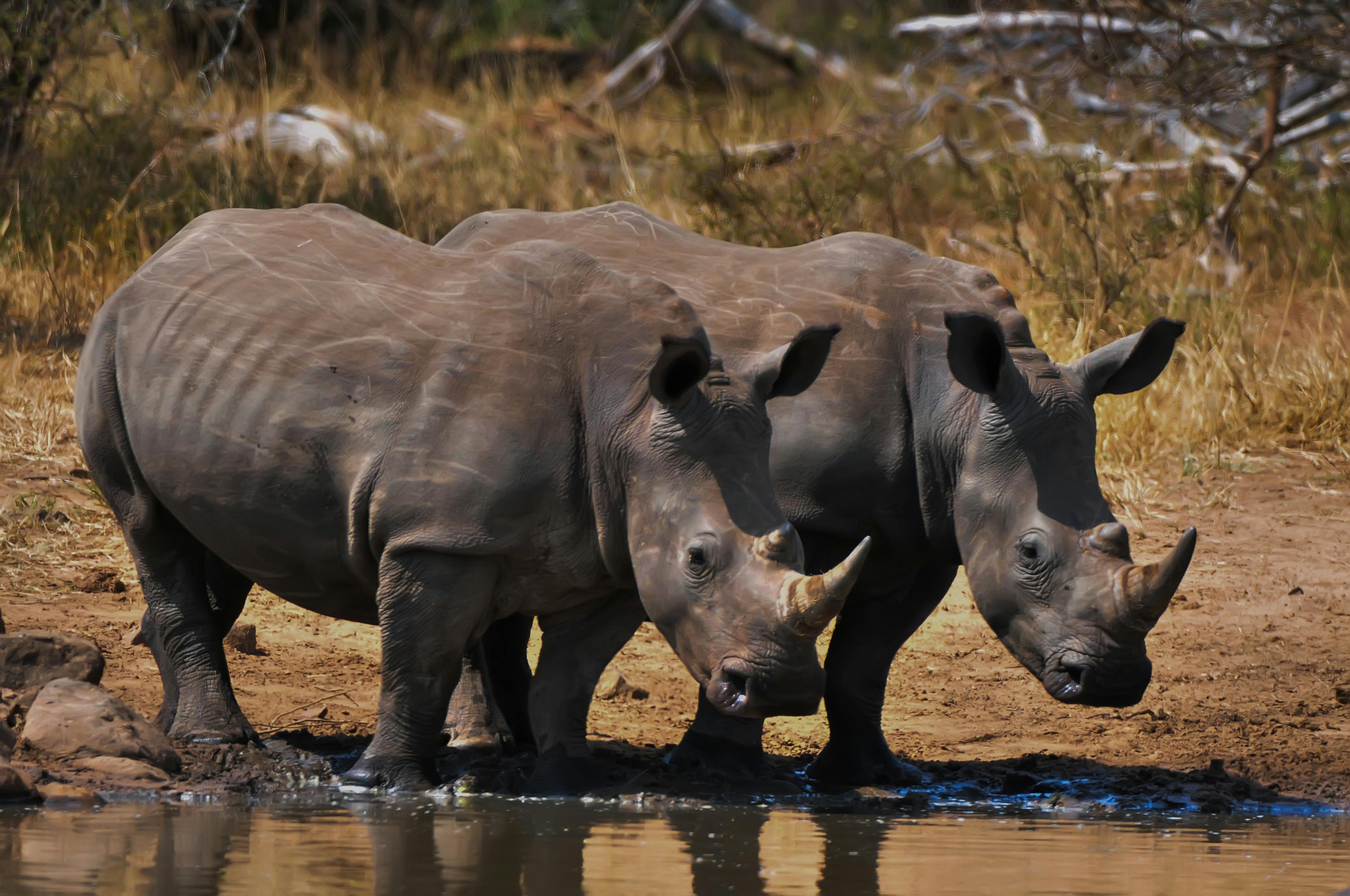 Gratuit Photos gratuites de afrique, afrique du sud, animal Photos