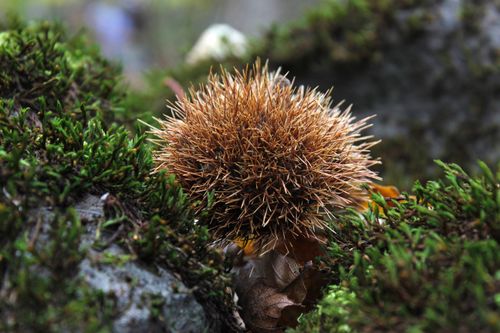 Free Detailed shot of a spiky chestnut burr nestled among moss in a natural setting. Stock Photo