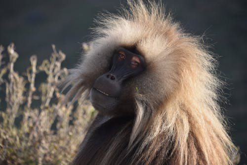 Free stock photo of monkey mountain galaga Stock Photo