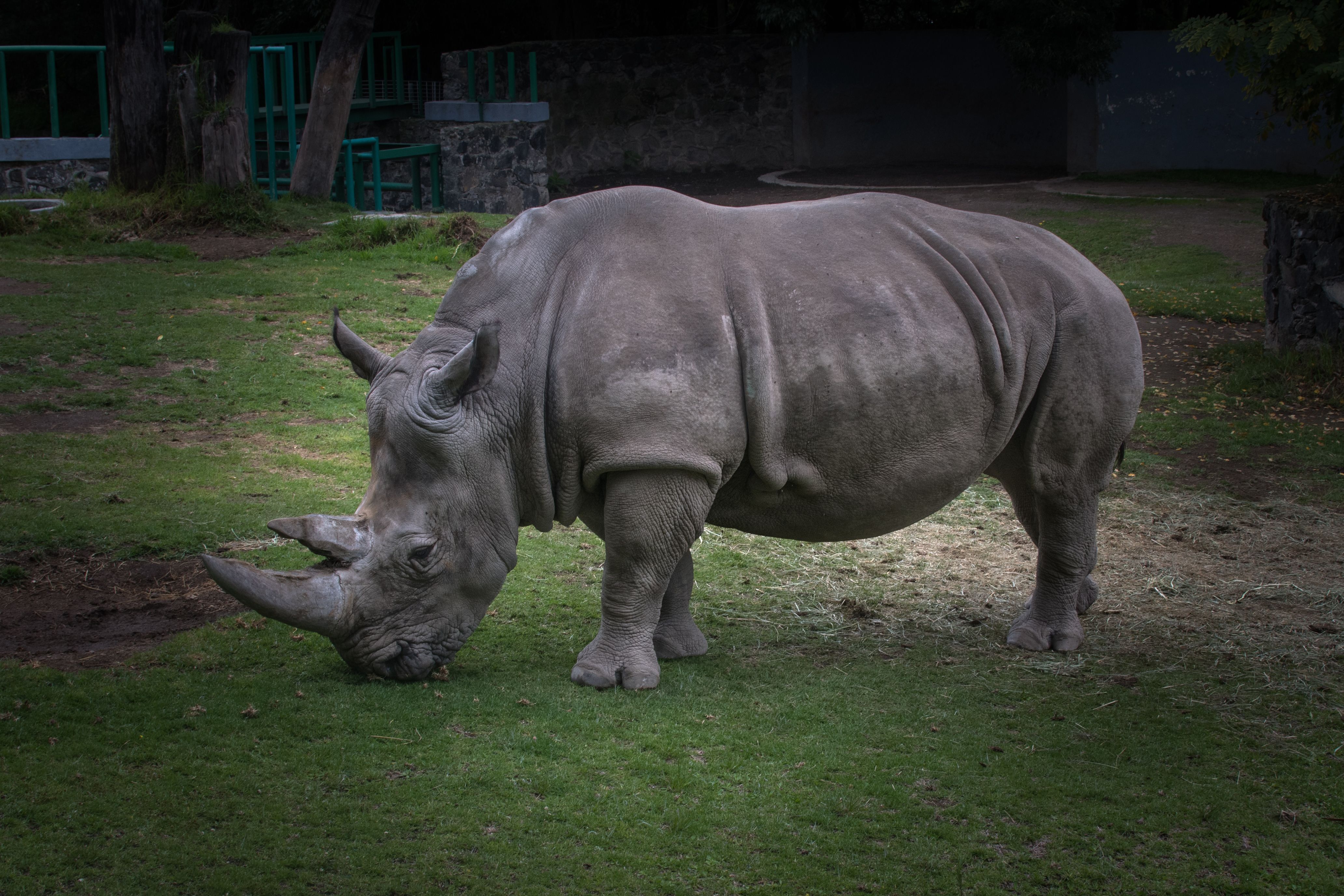 Rino · Free Stock Photo