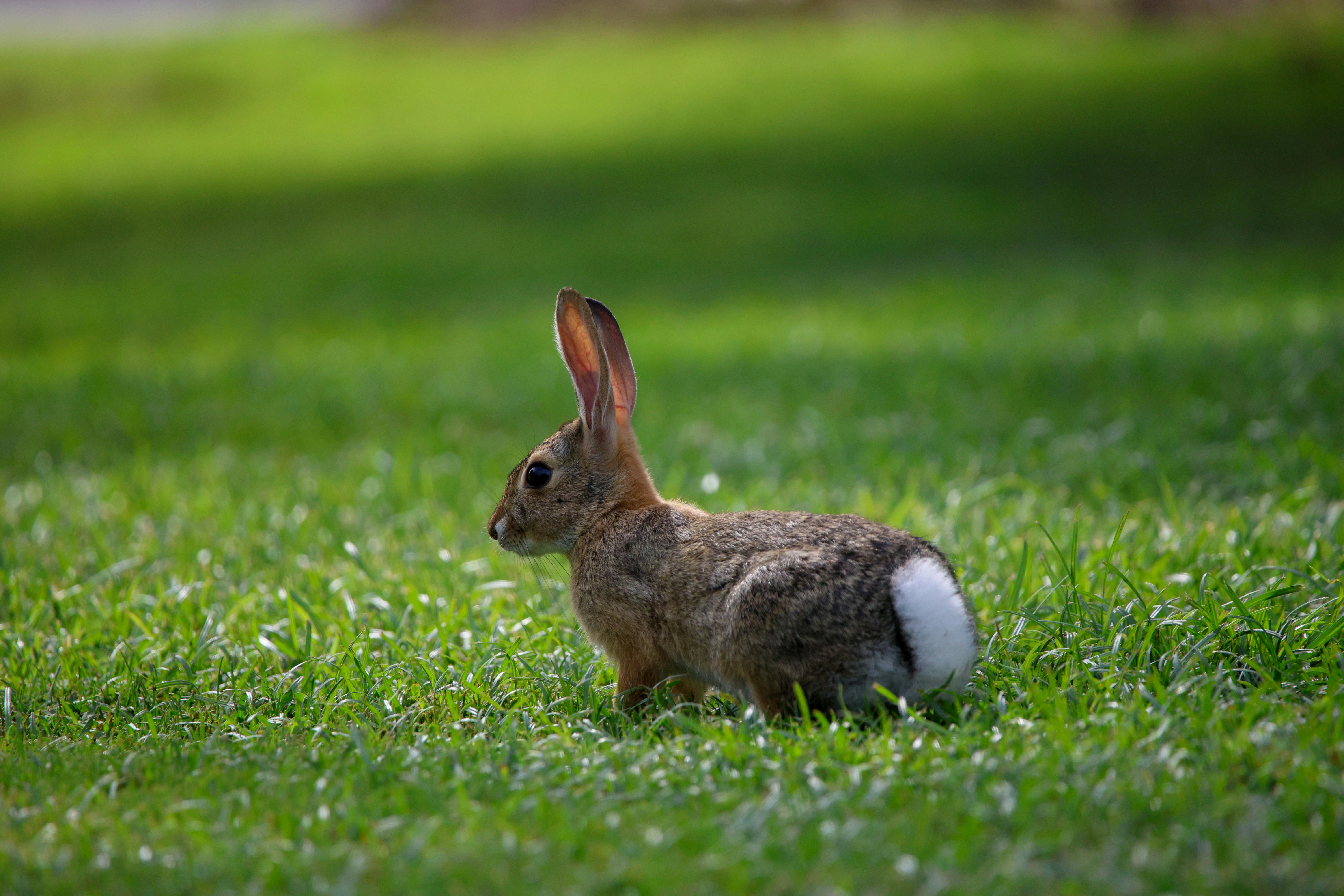 a rabbit sitting in the grass with its ears up