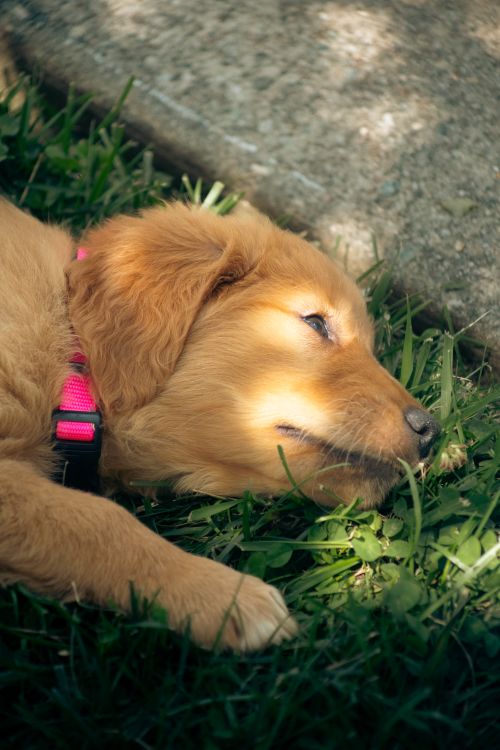 Free Adorable golden retriever puppy with a pink collar lying on green grass in the sunlight. Stock Photo