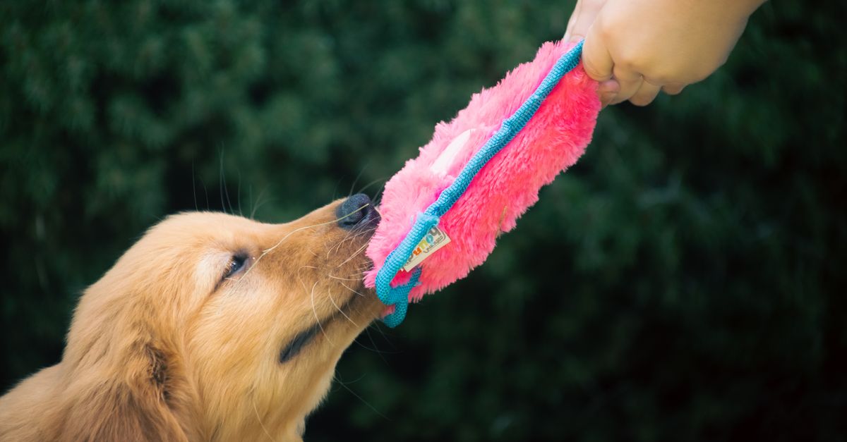 DIY Pet Toys: Affordable and Fun Projects