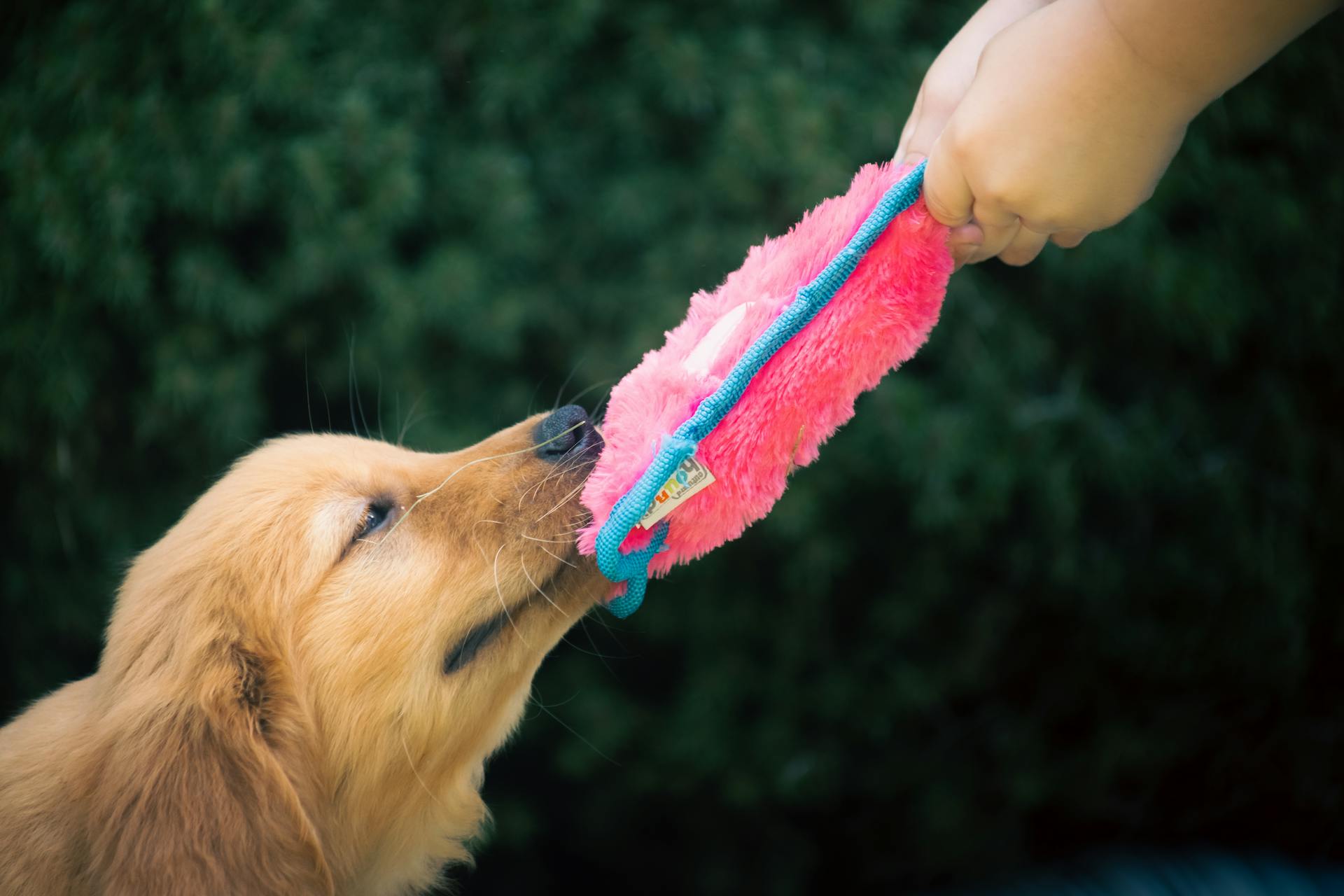 A dog is being fed a pink toy by its owner