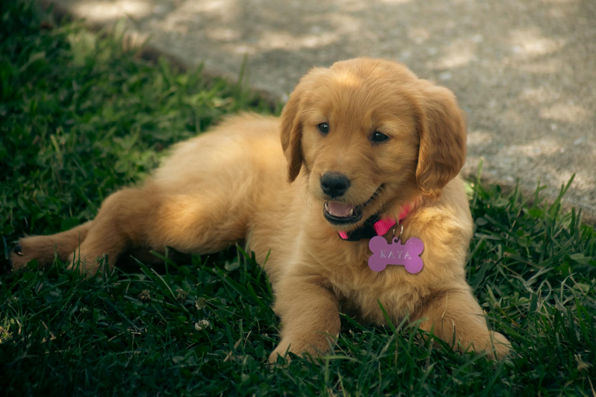 En golden retriever valp som ligger på gräset